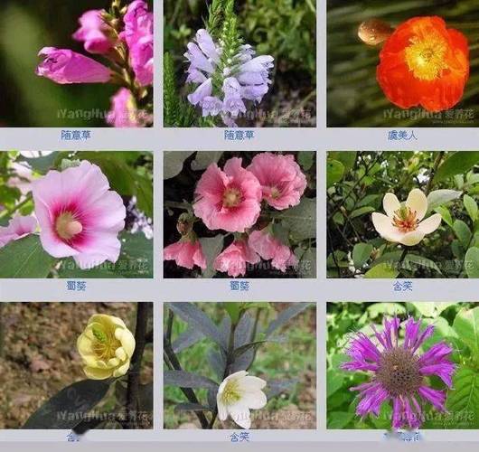 世界上的所有花，世界上的所有花的名字？  第2张