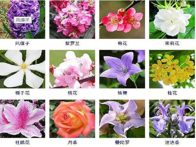 世界上的所有花，世界上的所有花的名字？  第4张