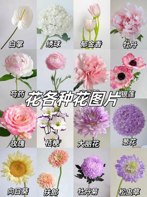 世界上的所有花，世界上的所有花的名字？  第5张