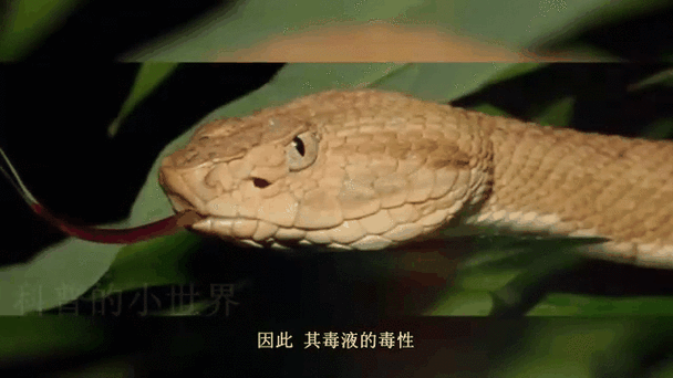 黄金箭毒蛙食物，黄金箭毒蛙简笔画？  第5张