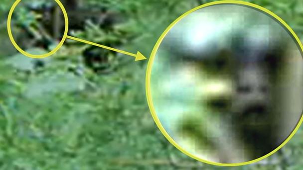8个被拍到的不明生物，世界上被拍到的不明生物  第2张