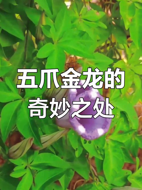 龙是几级保护动物，龙是几级保护动物的英文  第6张