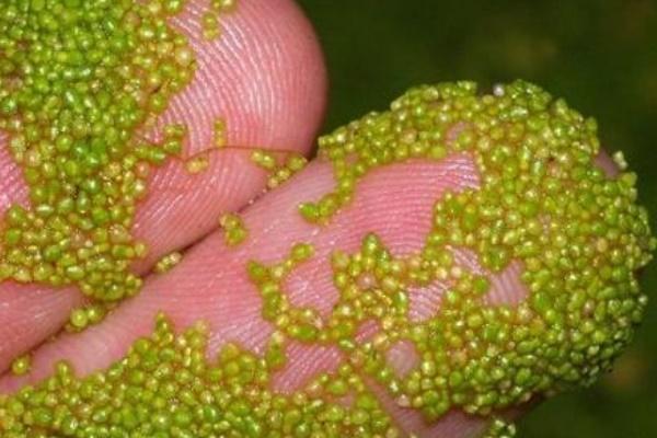 世界上最小的花的图片？世界上最小的花是什么植物的花？  第3张