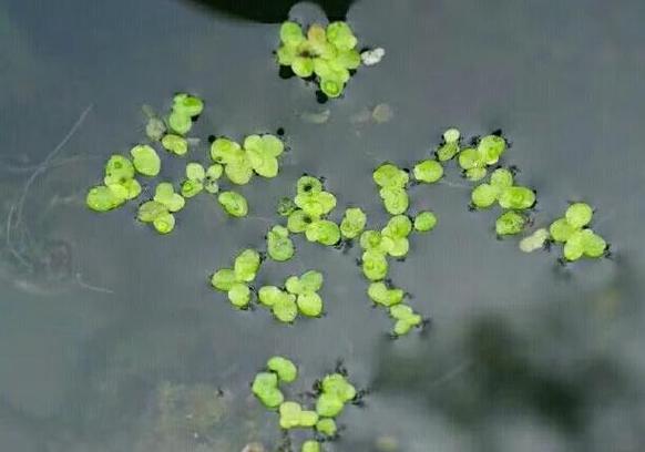 世界上最小的花的图片？世界上最小的花是什么植物的花？  第5张