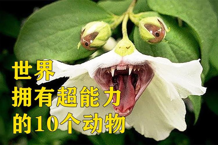 世界前十诡异生物？最诡异生物？  第6张