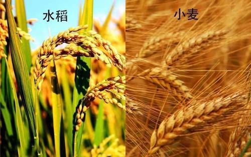 象人族是否真的，象人族kuba  第6张