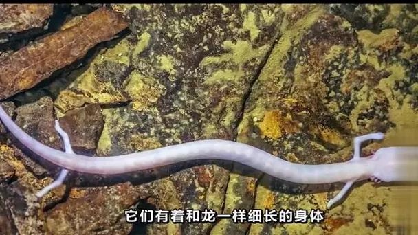拍到的诡异生物，帮我查一下诡异生物的照片  第1张