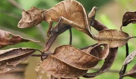 拍到的诡异生物，帮我查一下诡异生物的照片  第3张