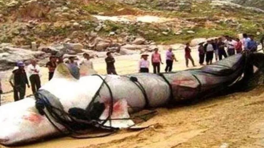 喀纳斯湖水怪大红鱼，喀纳斯湖水怪大红鱼视频？  第1张