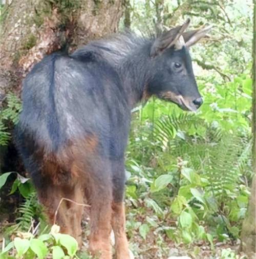 被拍到的15大不明生物，拍到的不明生物是真实的吗？  第1张