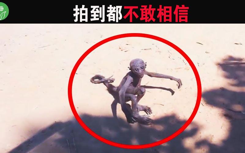 被拍到的15大不明生物，拍到的不明生物是真实的吗？  第2张
