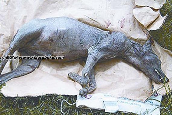 被拍到的15大不明生物，拍到的不明生物是真实的吗？  第5张