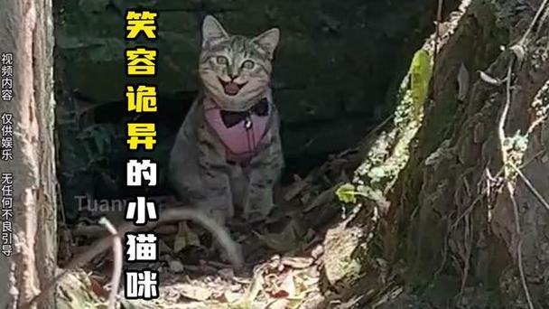 微笑猫为什么恐怖，微笑 猫  第3张
