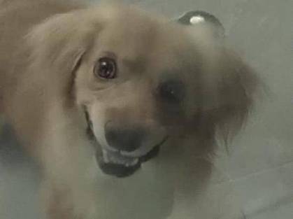 微笑猫为什么恐怖，微笑 猫  第6张