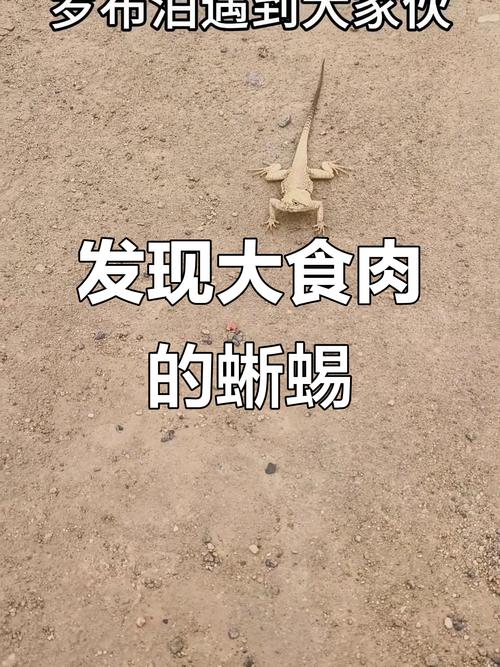 罗布泊食人蜥蜴还存在吗？罗布泊食人蜥蜴还存在吗知乎？  第2张