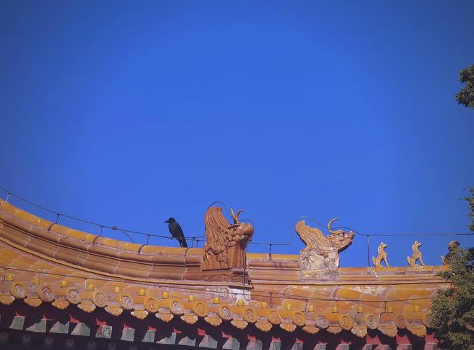 99年故宫乌鸦事件，故宫乌鸦群图片？  第2张