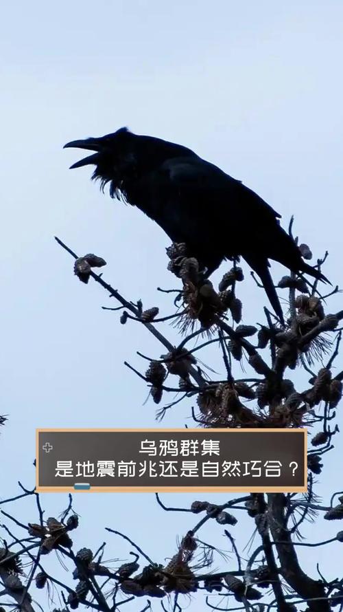 99年故宫乌鸦事件，故宫乌鸦群图片？  第4张