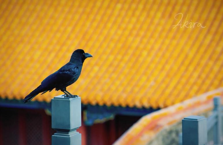 99年故宫乌鸦事件，故宫乌鸦群图片？  第6张