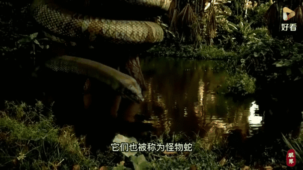 一万米巨蛇？一万米巨蛇视频？  第3张