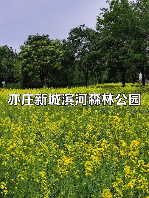 北京亦庄29号天气，明天北京亦庄天气？  第3张