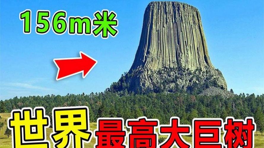 世界上比较高的树木？世界上比较高的树是哪个？  第3张