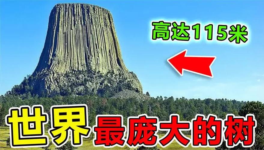 世界上比较高的树木？世界上比较高的树是哪个？  第5张