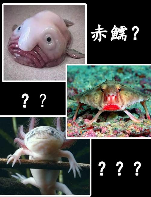 山海经被证实的生物，山海经已经证实的动物  第1张