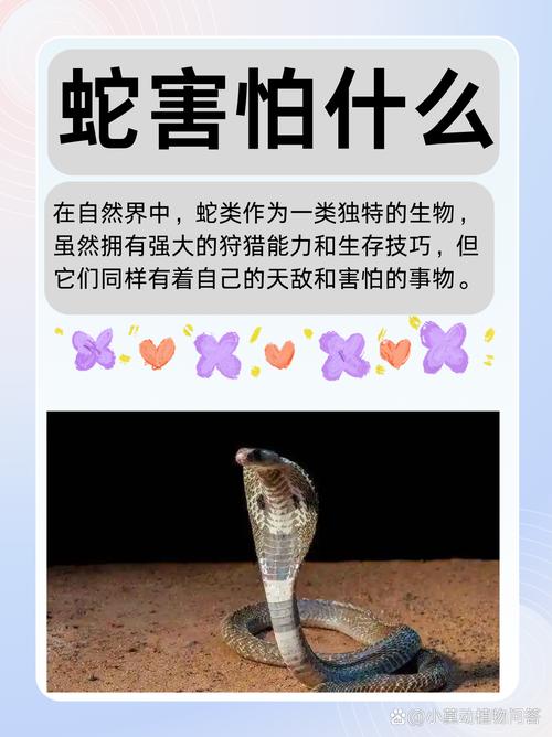 蟒蛇为什么喜欢缠女人？蟒蛇为什么会咬人？  第2张