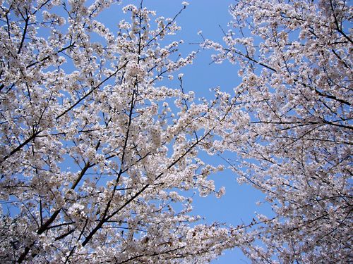枞阳县明天天气预报，枞阳今天天气预天气预报？  第2张