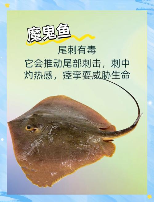 世界上最毒的鱼，全世界最毒的鱼  第6张
