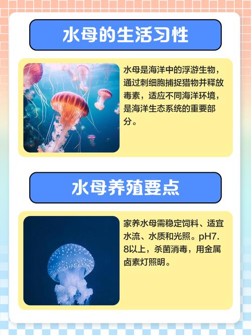 箱水母的寿命？箱水母有多大？  第1张