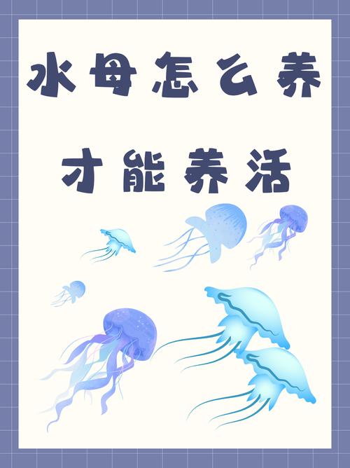 箱水母的寿命？箱水母有多大？  第4张
