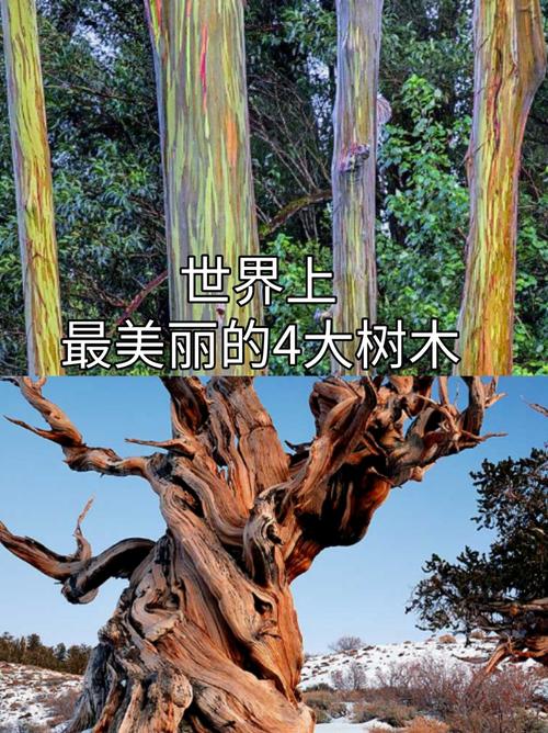 雪曼将军树中间过汽车，雪曼将军树生长在哪里？  第6张