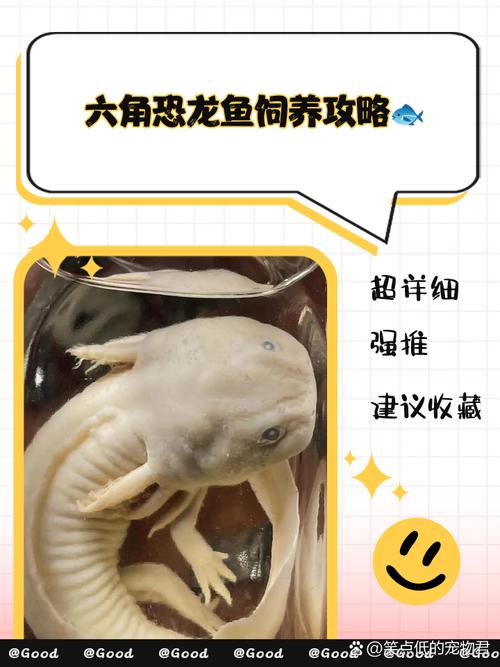 刚果恐龙王鱼，刚果恐龙真实照片  第1张