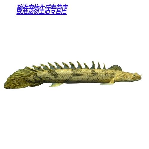 刚果恐龙王鱼，刚果恐龙真实照片  第3张