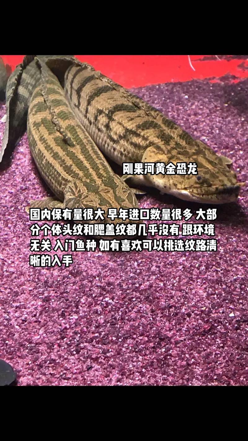 刚果恐龙王鱼，刚果恐龙真实照片  第4张