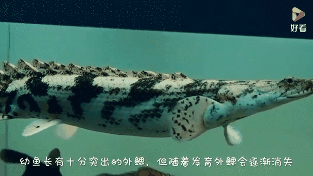 刚果恐龙王鱼，刚果恐龙真实照片  第5张