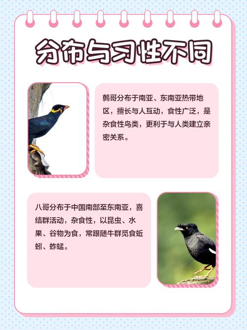 VS三国八哥的资料