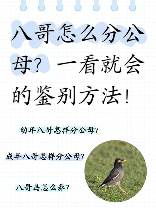 为什么VS三国会有全图呢?